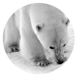 Narval-Ekspedycje Polarne Sp. z o.o., Otwock godziny otwarcia