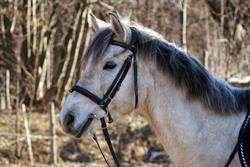 Podkowa na Wielkiej Górze, Dobczyce godziny otwarcia