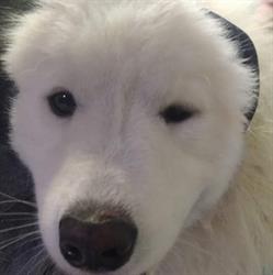OTO DOG Anna Anyszka, Wyszków godziny otwarcia