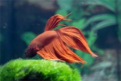Happy Pets, Żory godziny otwarcia