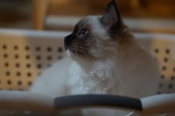Hodowla kotów rasy Ragdoll SASANKA*PL, Krapkowice godziny otwarcia
