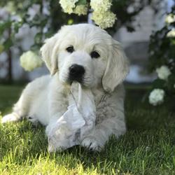 Hodowla psów Golden Retriever TORETZA ZKwP FCI, Skomlin godziny otwarcia