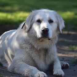 Hodowla psów Golden Retriever TORETZA ZKwP FCI, Skomlin godziny otwarcia