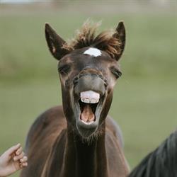 Stajnia Happy Hoof, Huta Stara A godziny otwarcia