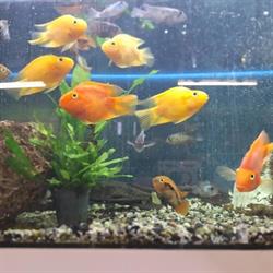 Zander Sklep Zoologiczny, Radzyń Podlaski godziny otwarcia