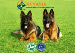 Hodowla Kuyavia FCI, Tuchola godziny otwarcia