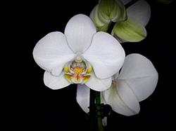 Kwiaciarnia Orchidea, Poręba Wielka godziny otwarcia