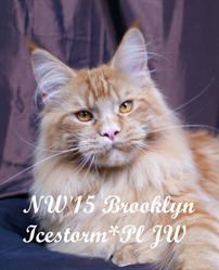 ICESTORM*PL - hodowla kotów Maine Coon, Warszawa godziny otwarcia