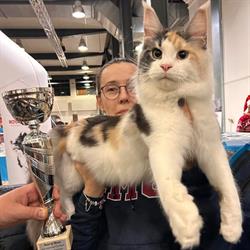 ICESTORM*PL - hodowla kotów Maine Coon, Warszawa godziny otwarcia
