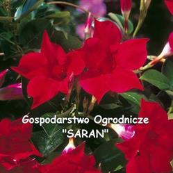 Gospodarstwo Ogrodnicze "Saran", Kazimierz Dolny godziny otwarcia