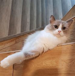 Antila The Cat * PL, Wejherowo godziny otwarcia