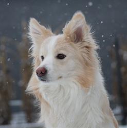 Hodowla Border Collie from Vistula Gorge FCI, Janowiec godziny otwarcia