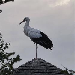Dwór Pentowo - Europejska Wieś Bociania/European Stork Village - Pentowo, Tykocin godziny otwarcia