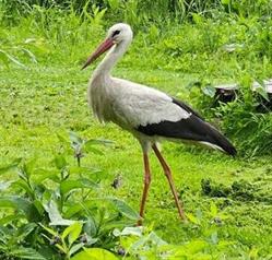 Dwór Pentowo - Europejska Wieś Bociania/European Stork Village - Pentowo, Tykocin godziny otwarcia