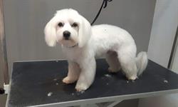 Bella Groomer Studio, Wodzisław Śląski godziny otwarcia