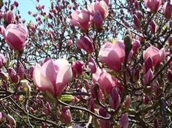 MAGNOLIA CENTRUM OGRODNICZE RENATA JANIK, Rudki godziny otwarcia