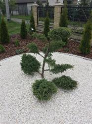 PHU "Garden" s.c Dariusz Wójcik/Janusz Marek, Tarnobrzeg godziny otwarcia