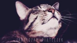 ReAnimalis - Centrum rehabilitacji zwierząt towarzyszących, Stargard godziny otwarcia