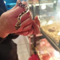 Sklep zoologiczny Animals, Ełk godziny otwarcia