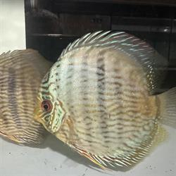 Aqua Tropicana, Stara Niedziałka godziny otwarcia