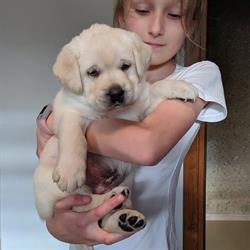 Hodowla Labradorów "Kłobuckie Szczęście", godziny otwarcia