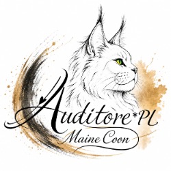 Hodowla kotów Maine Coon Auditore*PL, Bolesławiec godziny otwarcia