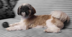 Beauty Dog, Żyrardów godziny otwarcia