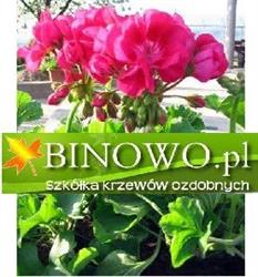 Binowo. Szkółka drzew, krzewów i roślin ozdobnych, producent borówek, winnica, Stare Czarnowo godziny otwarcia