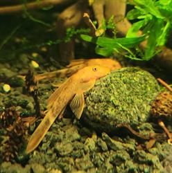 Krewetka Sklep zoologiczno-wędkarski, Krasnystaw godziny otwarcia