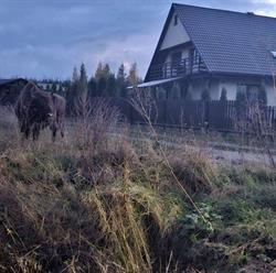 Agroturystyka Wrzos, Białowieża godziny otwarcia