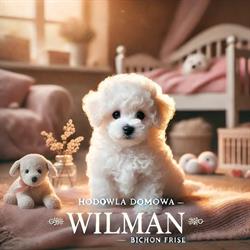 Bichon Frise Hodowla "WilMan", Ocypel godziny otwarcia