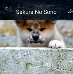 Sakura No Sono Akita Japońska, Markowo godziny otwarcia