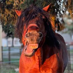 Stajnia Mustang Osiek nad Notecią, godziny otwarcia