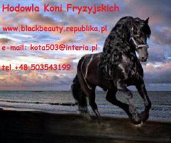 Hodowla koni fryzyjskich i KWPN " Black & Beauty ", Antoniewo godziny otwarcia