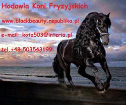 Hodowla koni fryzyjskich i KWPN " Black & Beauty ", Antoniewo godziny otwarcia