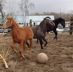 Hodowla Koni Naramowice, Poznań godziny otwarcia