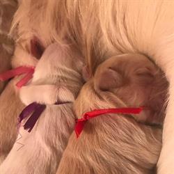 "Kalena" FCI Hodowla domowa psów rasy Golden Retriever, Kowanówko godziny otwarcia