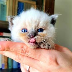 Polarny Błękit Ragdoll Cattery, Tarnowskie Góry godziny otwarcia