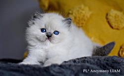 Hodowla kotów ragdoll ANCYMONY*PL, Sochaczew godziny otwarcia