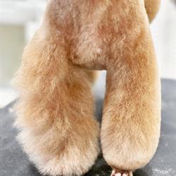 Pets Atelier by Witkowscy Groomer Psi Fryzjer, Brzezia Łąka godziny otwarcia