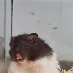 Chomiczek - Sklep Zoologiczny, Jabłonka godziny otwarcia