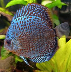 SantiZoo, Wieluń godziny otwarcia