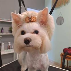 Groomer Psi Blusss, Dębica godziny otwarcia