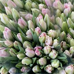 Tulipany.pl, Gołuski godziny otwarcia