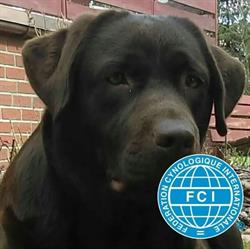 Domowa Hodowla Labrador Retriever - Labradomania Ceg FCI, Blachownia godziny otwarcia