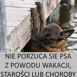 Towarzystwo Opieki nad Zwierzętami w Człuchowie, Człuchów godziny otwarcia