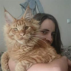 Hodowla kotów rasy Maine Coon Silverbastis*PL, Nowa Ruda godziny otwarcia