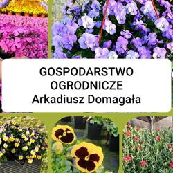 Gospodarstwo ogrodnicze Arkadiusz Domagała, Radomsko godziny otwarcia