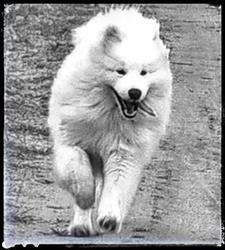 The White Dog of the North / Hodowla psów rasy Samoyed, Sulęczyno godziny otwarcia