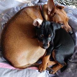 Happy dogs pinczer mini, Zebrzydowice godziny otwarcia